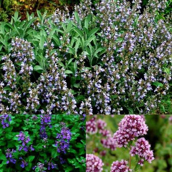 Aromatinių augalų rinkinys Nr. 2